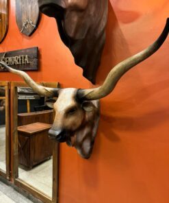 Cabeça Big Longhorn